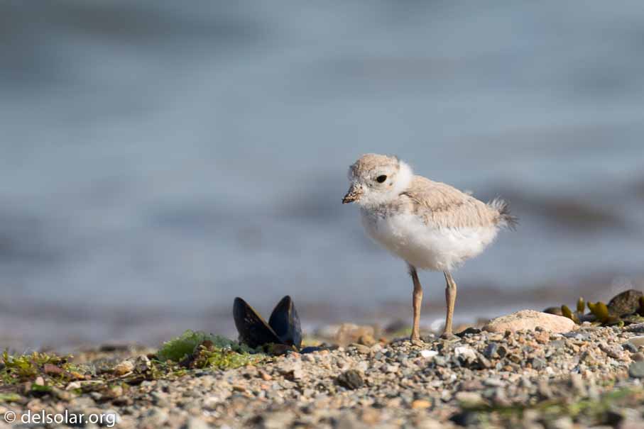 Canon EOS 5D Mark III  --  EF100-400mm f/4.5-5.6L IS II USM -- 1/400 sec at f / 7.1 -- ISO 100 -- 1/3 EV -- 