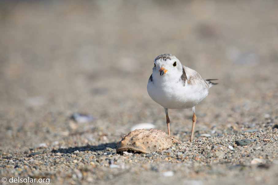 Canon EOS 5D Mark III  --  EF100-400mm f/4.5-5.6L IS II USM -- 1/500 sec at f / 7.1 -- ISO 100 -- 1/3 EV -- 