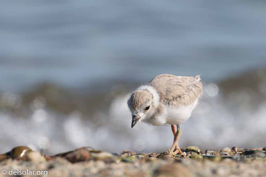 Canon EOS 5D Mark III  --  EF100-400mm f/4.5-5.6L IS II USM -- 1/400 sec at f / 7.1 -- ISO 100 -- 1/3 EV -- 