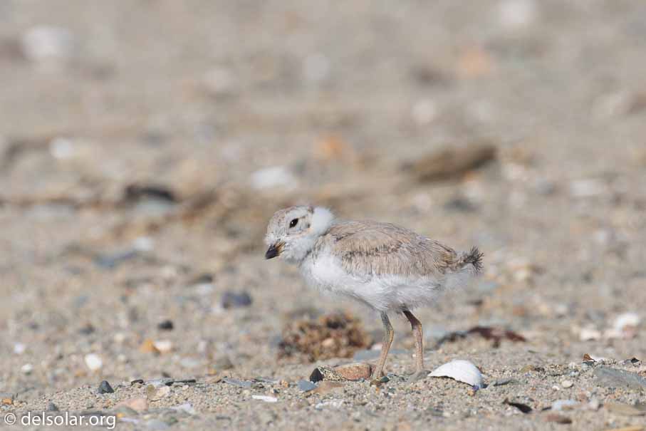 Canon EOS 5D Mark III  --  EF100-400mm f/4.5-5.6L IS II USM -- 1/640 sec at f / 7.1 -- ISO 100 -- 1/3 EV -- 