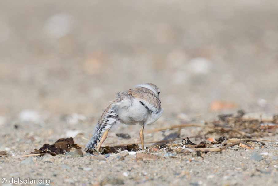 Canon EOS 5D Mark III  --  EF100-400mm f/4.5-5.6L IS II USM -- 1/400 sec at f / 8.0 -- ISO 100 -- 1/3 EV -- 