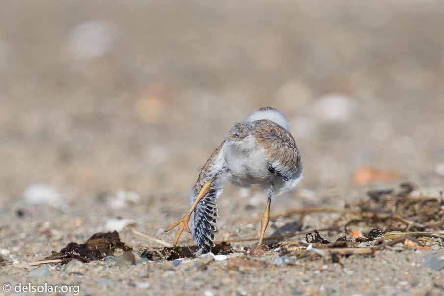 Canon EOS 5D Mark III  --  EF100-400mm f/4.5-5.6L IS II USM -- 1/400 sec at f / 8.0 -- ISO 100 -- 1/3 EV -- 