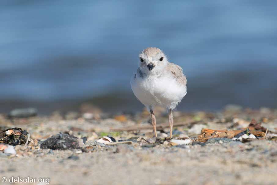 Canon EOS 5D Mark III  --  EF100-400mm f/4.5-5.6L IS II USM -- 1/320 sec at f / 8.0 -- ISO 100 -- 1/3 EV -- 