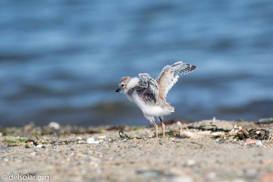 Canon EOS 5D Mark III  --  EF100-400mm f/4.5-5.6L IS II USM -- 1/320 sec at f / 8.0 -- ISO 100 -- 1/3 EV -- 