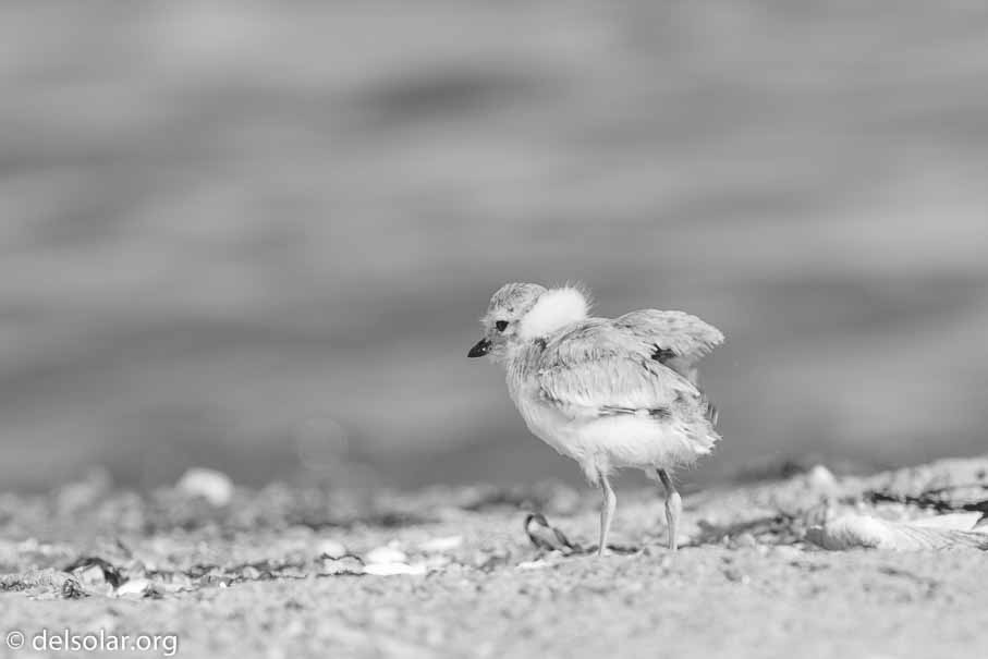 Canon EOS 5D Mark III  --  EF100-400mm f/4.5-5.6L IS II USM -- 1/320 sec at f / 8.0 -- ISO 100 -- 1/3 EV -- 