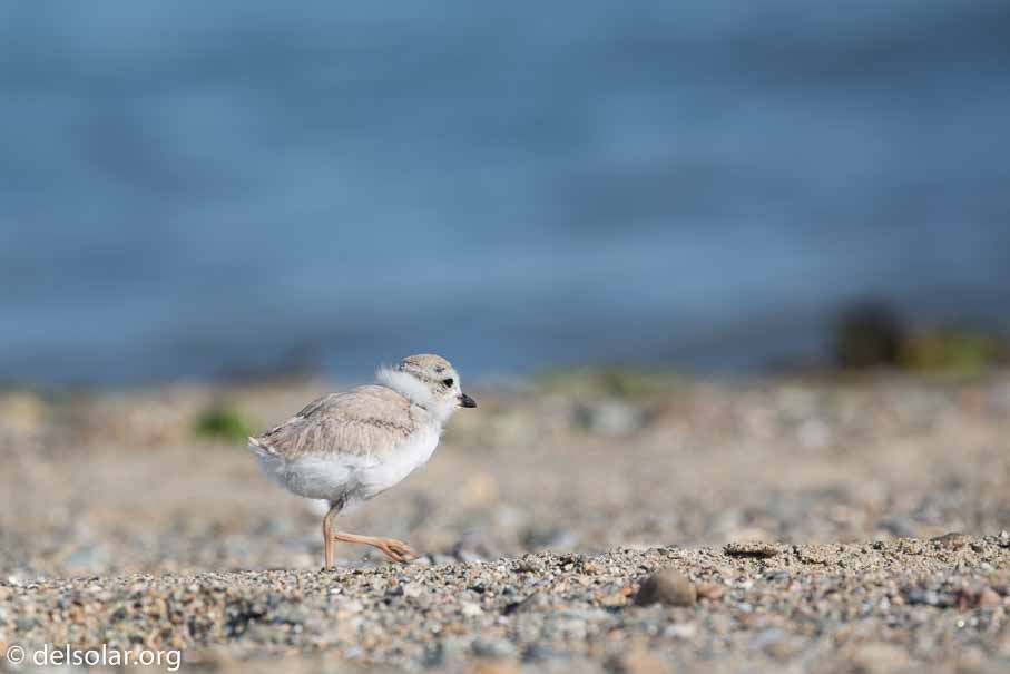 Canon EOS 5D Mark III  --  EF100-400mm f/4.5-5.6L IS II USM -- 1/320 sec at f / 8.0 -- ISO 100 -- 1/3 EV -- 