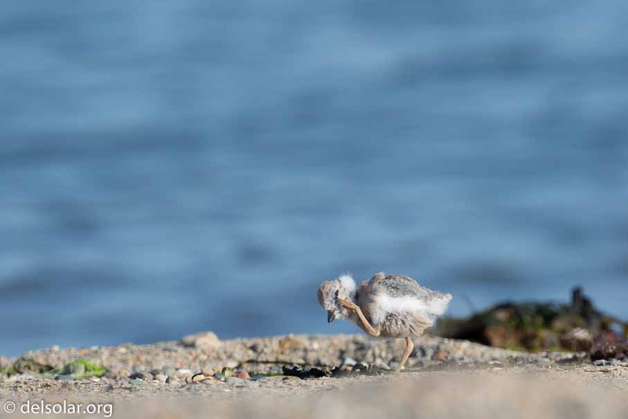 Canon EOS 5D Mark III  --  EF100-400mm f/4.5-5.6L IS II USM -- 1/320 sec at f / 8.0 -- ISO 100 -- 1/3 EV -- 