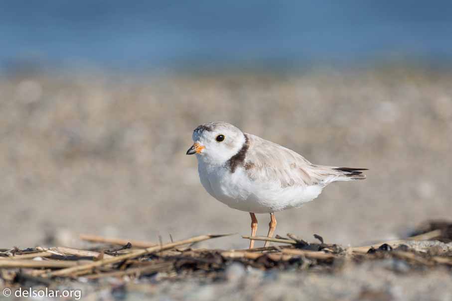 Canon EOS 5D Mark III  --  EF100-400mm f/4.5-5.6L IS II USM -- 1/400 sec at f / 8.0 -- ISO 100 -- 1/3 EV -- 