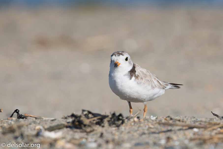 Canon EOS 5D Mark III  --  EF100-400mm f/4.5-5.6L IS II USM -- 1/400 sec at f / 8.0 -- ISO 100 -- 1/3 EV -- 