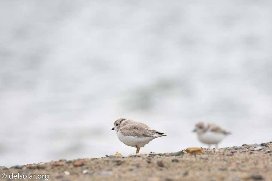 Canon EOS 5D Mark III  --  EF100-400mm f/4.5-5.6L IS II USM -- 1/400 sec at f / 6.3 -- ISO 100 -- 1/3 EV -- 