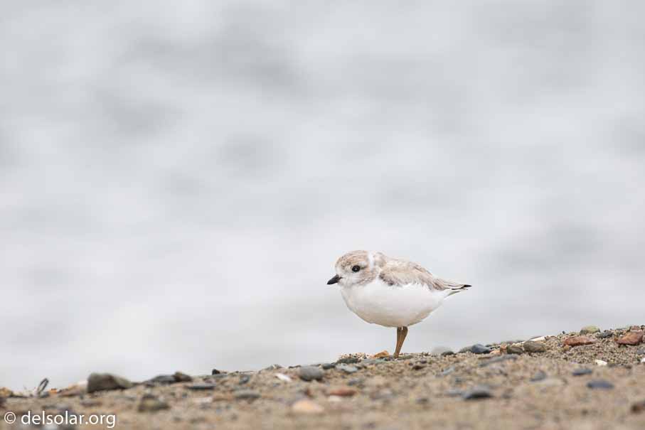 Canon EOS 5D Mark III  --  EF100-400mm f/4.5-5.6L IS II USM -- 1/400 sec at f / 6.3 -- ISO 100 -- 1/3 EV -- 