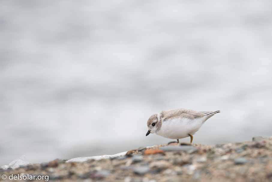 Canon EOS 5D Mark III  --  EF100-400mm f/4.5-5.6L IS II USM -- 1/1000 sec at f / 6.3 -- ISO 500 -- 2/3 EV -- 