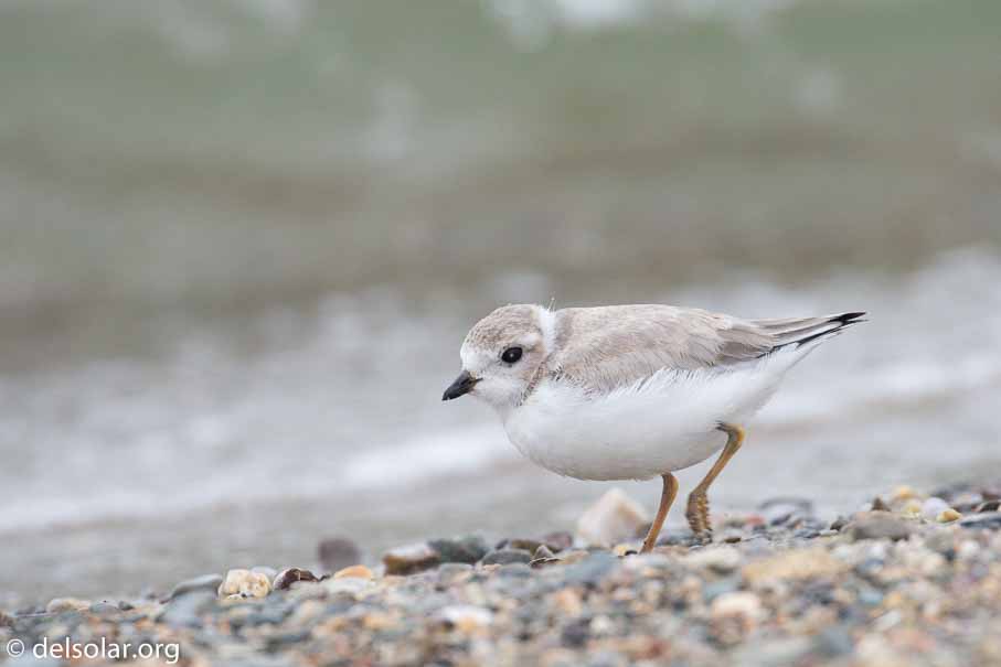 Canon EOS 5D Mark III  --  EF100-400mm f/4.5-5.6L IS II USM -- 1/1000 sec at f / 6.3 -- ISO 800 -- 1 EV -- 