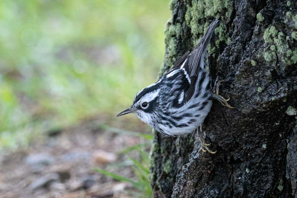 ILCE-7RM4  --  FE 400-800mm F6.3-8 G OSS -- 1/250 sec at f / 10 -- ISO 5000 -- 0 EV -- 