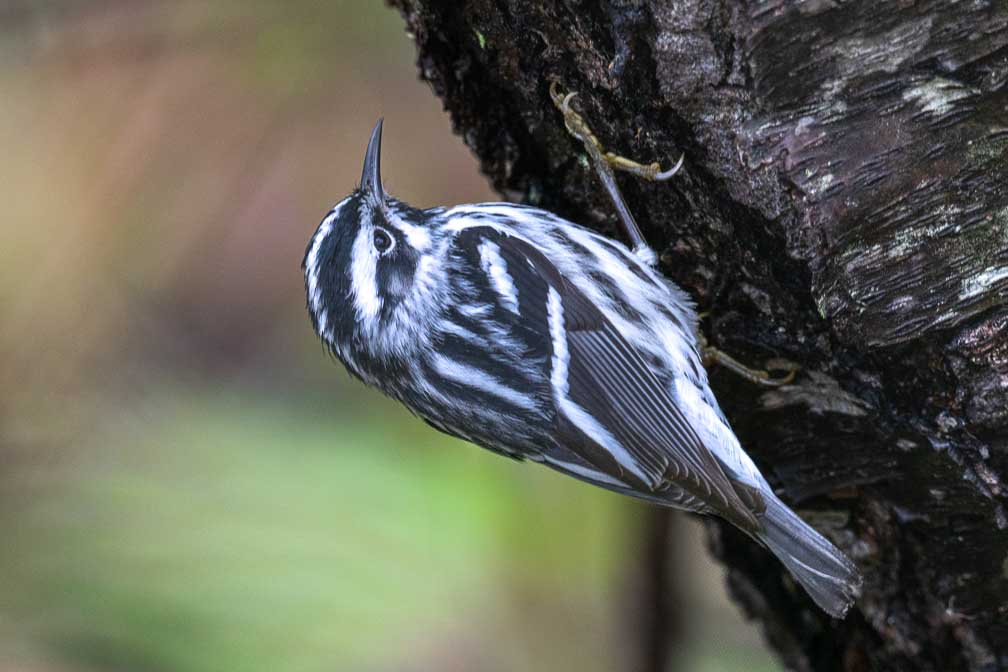 ILCE-7RM4  --  FE 400-800mm F6.3-8 G OSS -- 1/160 sec at f / 10 -- ISO 2000 -- 0 EV -- 