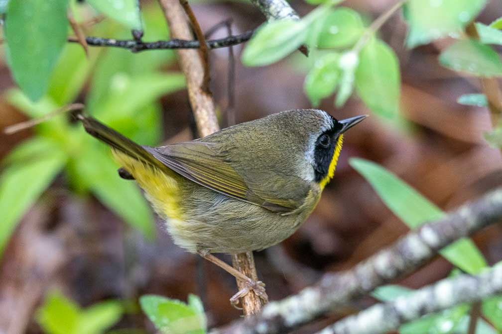 ILCE-7RM4  --  FE 400-800mm F6.3-8 G OSS -- 1/160 sec at f / 10 -- ISO 2000 -- 0 EV -- 