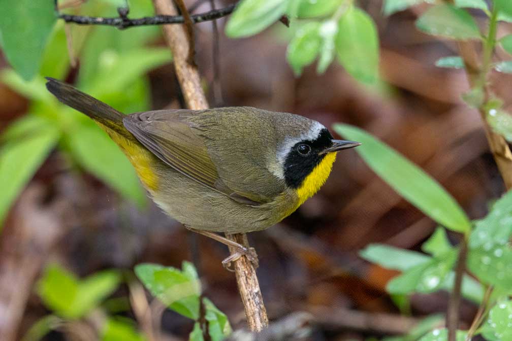 ILCE-7RM4  --  FE 400-800mm F6.3-8 G OSS -- 1/160 sec at f / 10 -- ISO 2000 -- 0 EV -- 