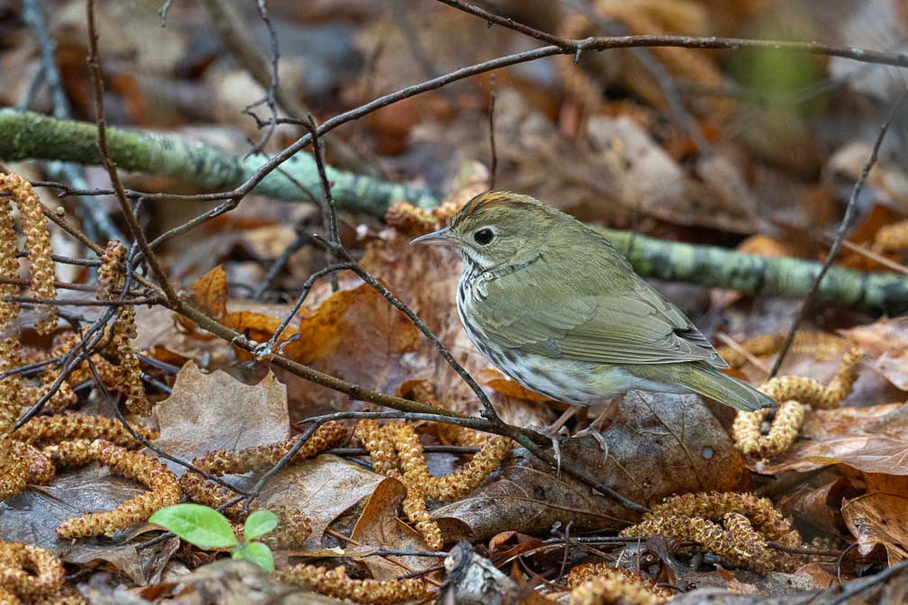 ILCE-7RM4  --  FE 400-800mm F6.3-8 G OSS -- 1/200 sec at f / 10 -- ISO 4000 -- 0 EV -- 