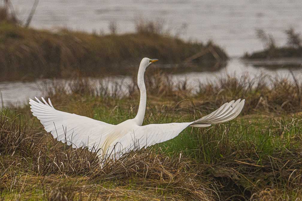 ILCE-7RM4  --  FE 400-800mm F6.3-8 G OSS -- 1/2500 sec at f / 11 -- ISO 1600 -- 0 EV -- 