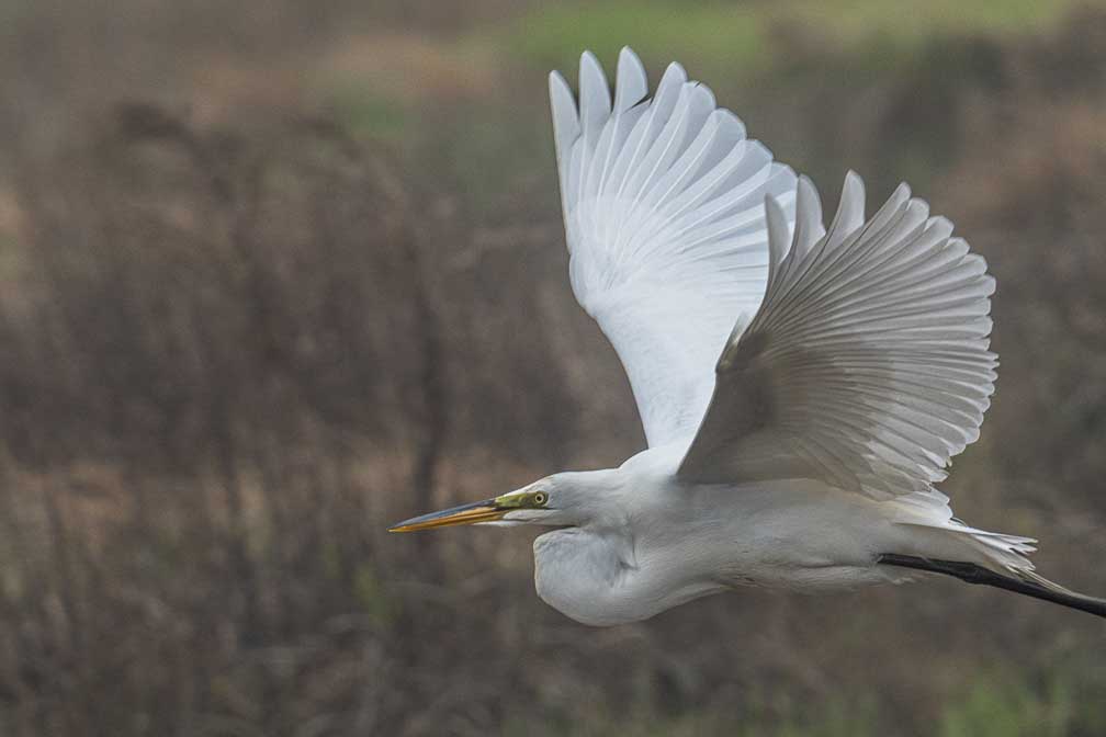 ILCE-7RM4  --  FE 400-800mm F6.3-8 G OSS -- 1/1600 sec at f / 11 -- ISO 1600 -- 0 EV -- 