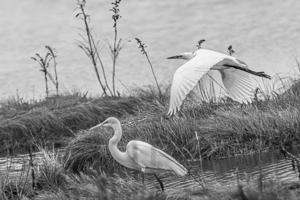 ILCE-7RM4  --  FE 400-800mm F6.3-8 G OSS -- 1/1600 sec at f / 11 -- ISO 1600 -- 0 EV -- 