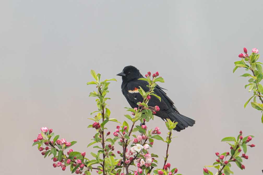 ILCE-7RM4  --  FE 400-800mm F6.3-8 G OSS -- 1/320 sec at f / 11 -- ISO 800 -- 0 EV -- 