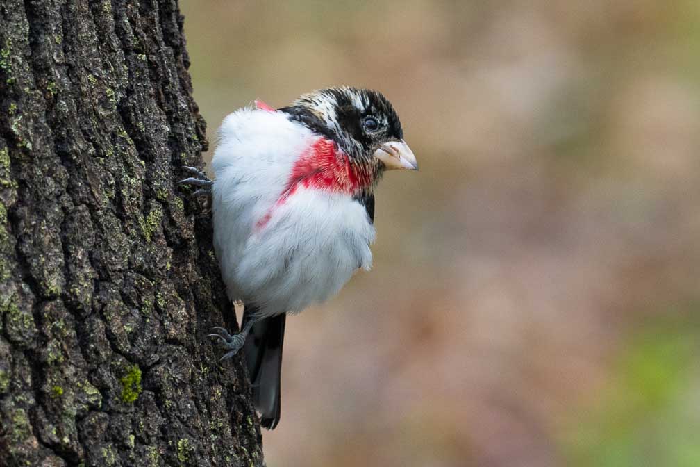 ILCE-7RM4  --  FE 400-800mm F6.3-8 G OSS -- 1/320 sec at f / 10 -- ISO 2500 -- 0 EV -- 