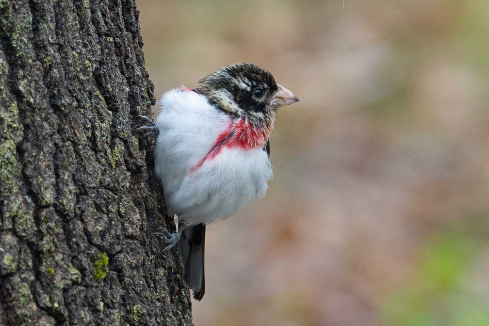 ILCE-7RM4  --  FE 400-800mm F6.3-8 G OSS -- 1/320 sec at f / 10 -- ISO 2500 -- 0 EV -- 