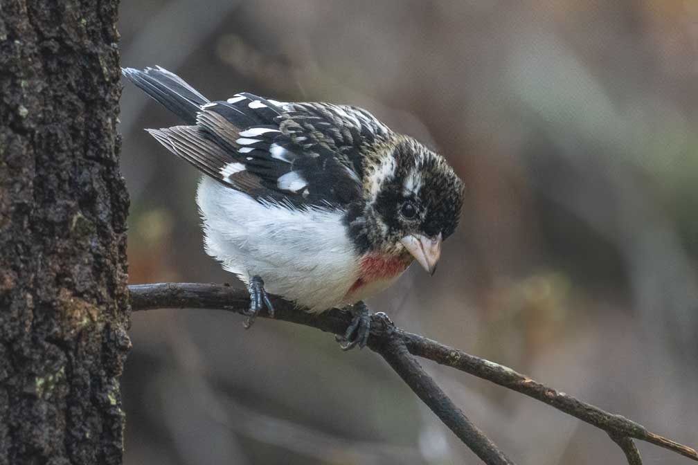 ILCE-7RM4  --  FE 400-800mm F6.3-8 G OSS -- 1/400 sec at f / 10 -- ISO 2500 -- 0 EV -- 