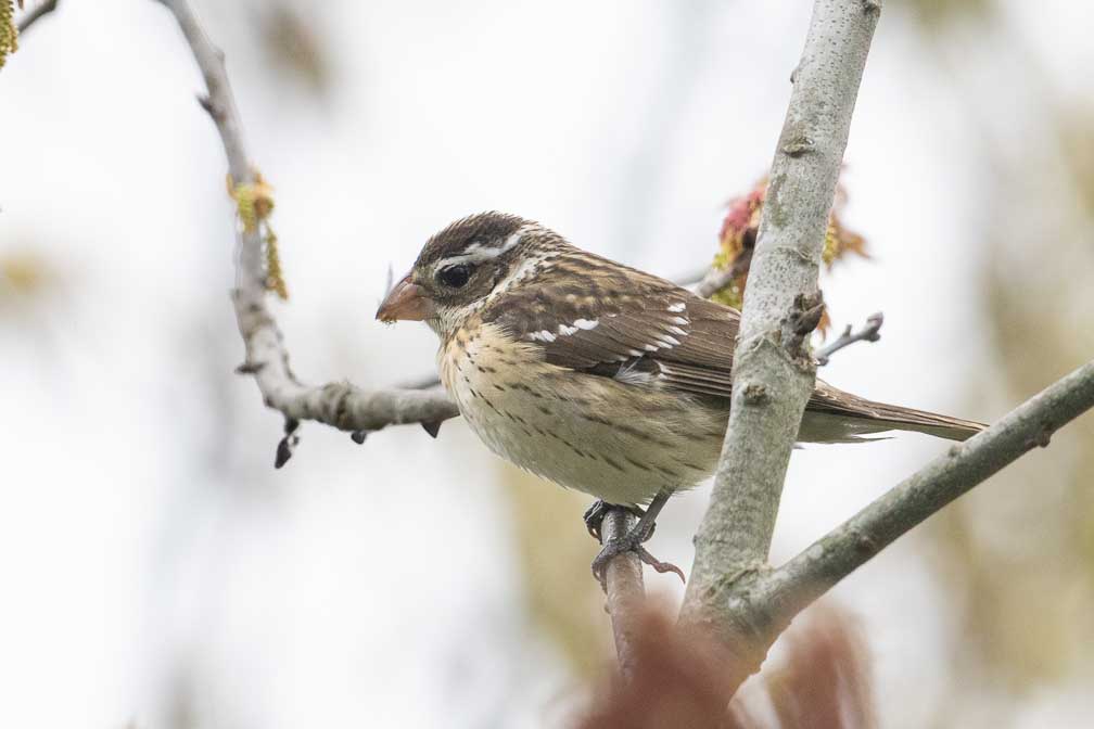 ILCE-7RM4  --  FE 400-800mm F6.3-8 G OSS -- 1/1600 sec at f / 10 -- ISO 3200 -- 0 EV -- 