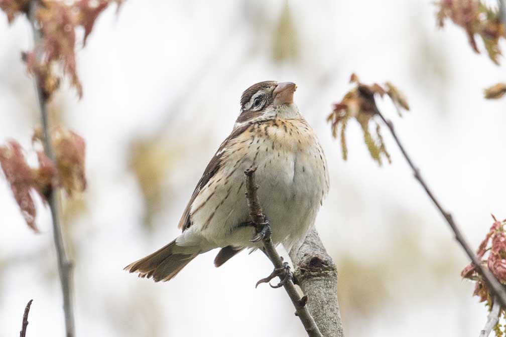 ILCE-7RM4  --  FE 400-800mm F6.3-8 G OSS -- 1/1600 sec at f / 10 -- ISO 3200 -- 0 EV -- 