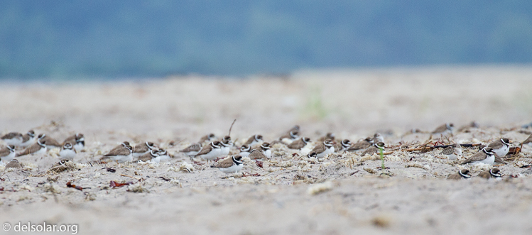 Canon EOS 7D  --  400 mm  --  EF100-400mm f/4.5-5.6L IS II USM  