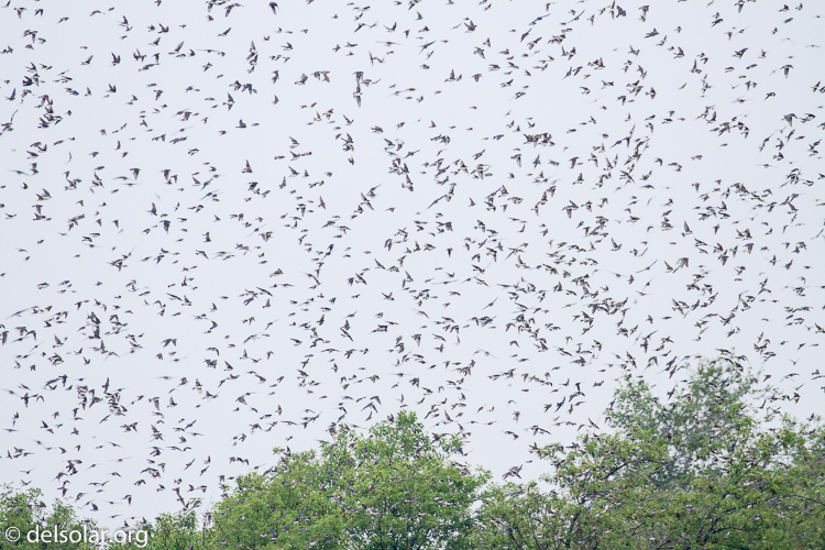 Canon EOS 7D  --  371 mm  --  EF100-400mm f/4.5-5.6L IS II USM  