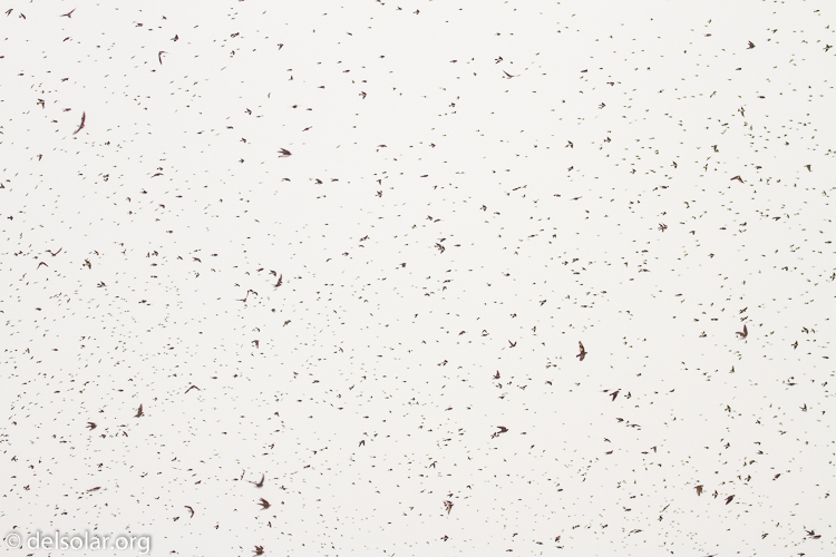 Canon EOS 7D  --  142 mm  --  EF100-400mm f/4.5-5.6L IS II USM  