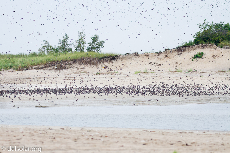 Canon EOS 7D  --  142 mm  --  EF100-400mm f/4.5-5.6L IS II USM  