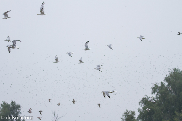 Canon EOS 7D  --  135 mm  --  EF100-400mm f/4.5-5.6L IS II USM  