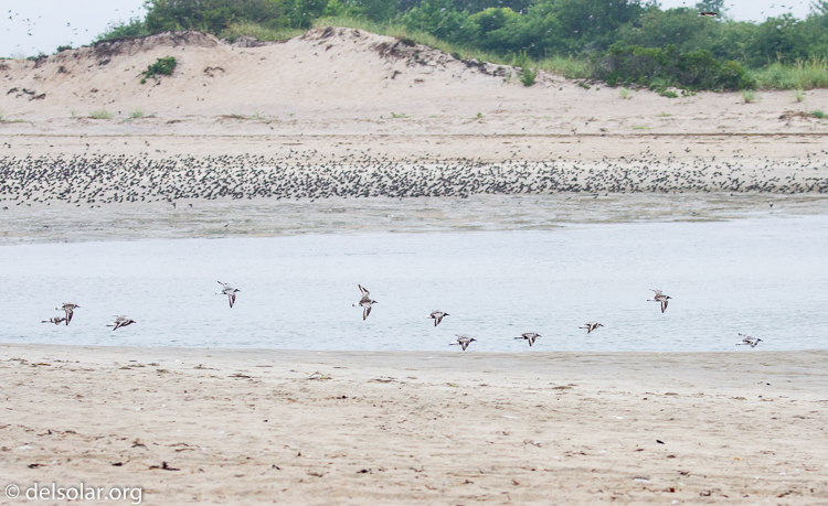 Canon EOS 7D  --  112 mm  --  EF100-400mm f/4.5-5.6L IS II USM  