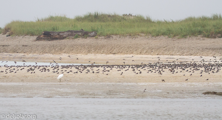 Canon EOS 7D  --  153 mm  --  EF100-400mm f/4.5-5.6L IS II USM  