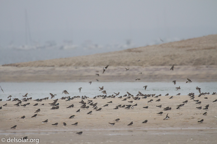 Canon EOS 7D  --  400 mm  --  EF100-400mm f/4.5-5.6L IS II USM  