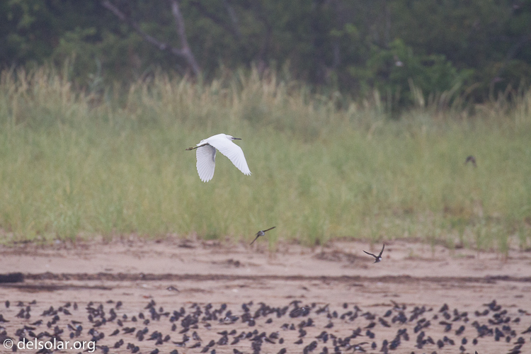 Canon EOS 7D  --  371 mm  --  EF100-400mm f/4.5-5.6L IS II USM  