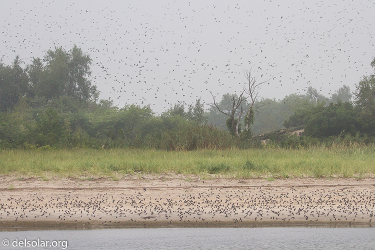 Canon EOS 7D  --  112 mm  --  EF100-400mm f/4.5-5.6L IS II USM  