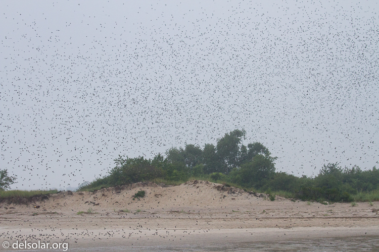 Canon EOS 7D  --  100 mm  --  EF100-400mm f/4.5-5.6L IS II USM  