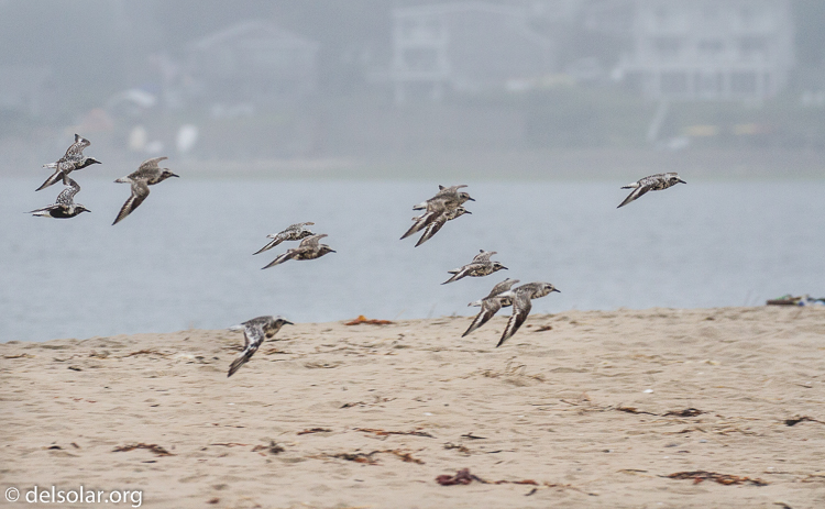 Canon EOS 7D  --  241 mm  --  EF100-400mm f/4.5-5.6L IS II USM  