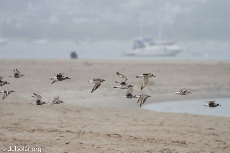 Canon EOS 7D  --  241 mm  --  EF100-400mm f/4.5-5.6L IS II USM  