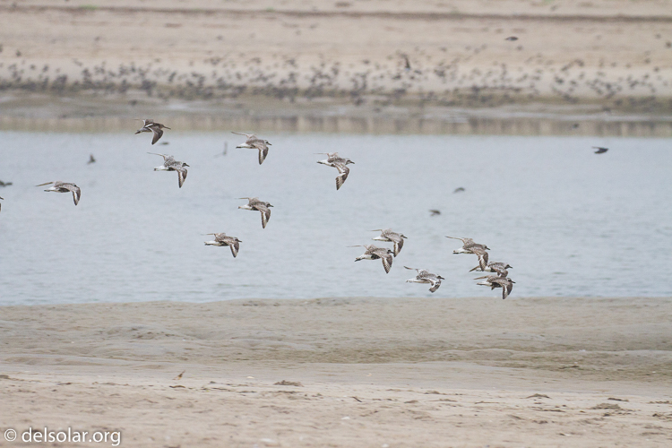 Canon EOS 7D  --  241 mm  --  EF100-400mm f/4.5-5.6L IS II USM  