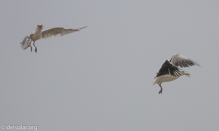 Canon EOS 7D  --  241 mm  --  EF100-400mm f/4.5-5.6L IS II USM  