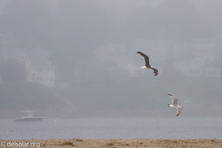 Canon EOS 7D  --  241 mm  --  EF100-400mm f/4.5-5.6L IS II USM  