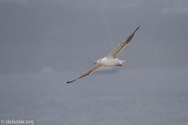 Canon EOS 7D  --  371 mm  --  EF100-400mm f/4.5-5.6L IS II USM  