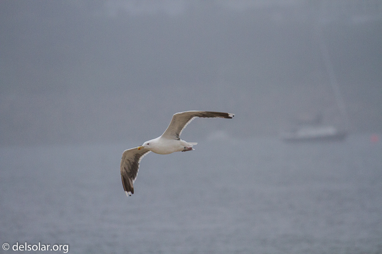 Canon EOS 7D  --  371 mm  --  EF100-400mm f/4.5-5.6L IS II USM  