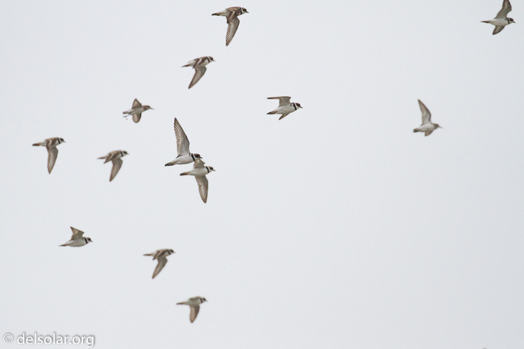 Canon EOS 7D  --  400 mm  --  EF100-400mm f/4.5-5.6L IS II USM  